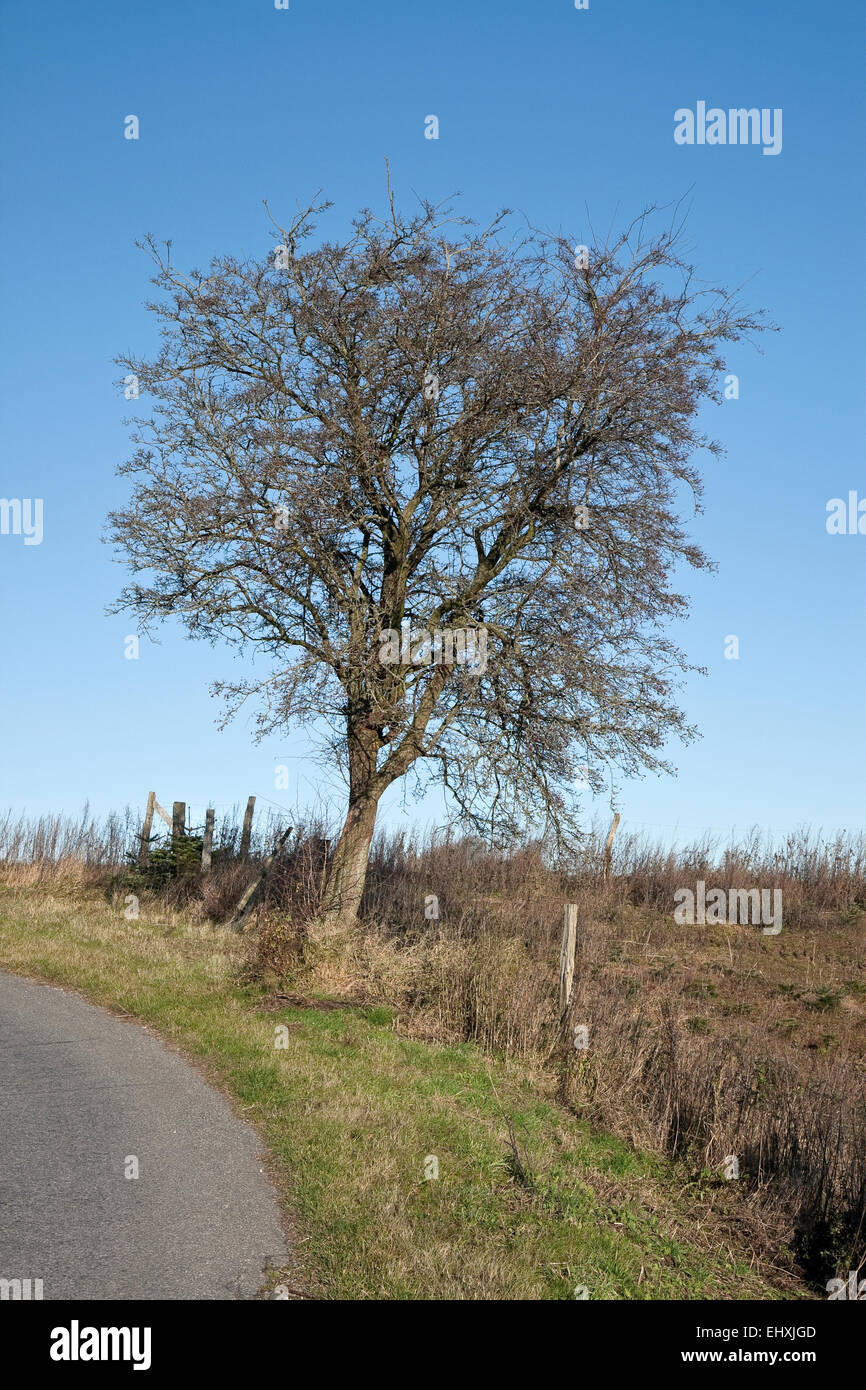 Lonely tree against a blue sky at autumn Stock Photo - Alamy