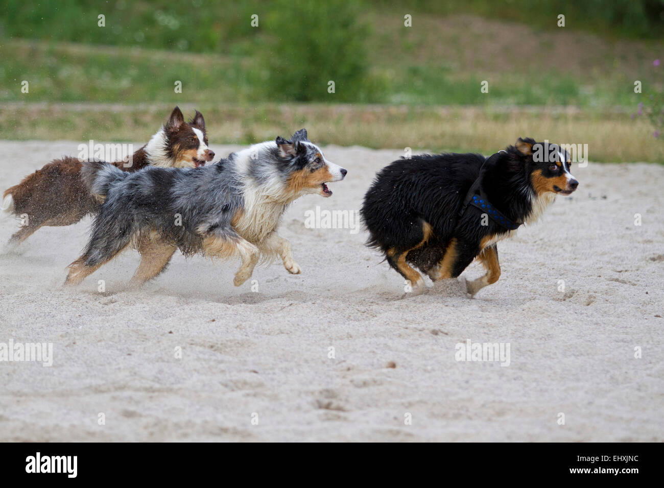 australian shepherd guard dog
