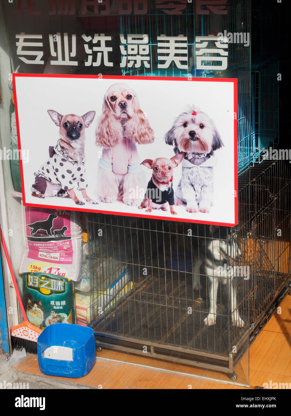 Pet shop selling dogs in Shanghai, China Stock Photo