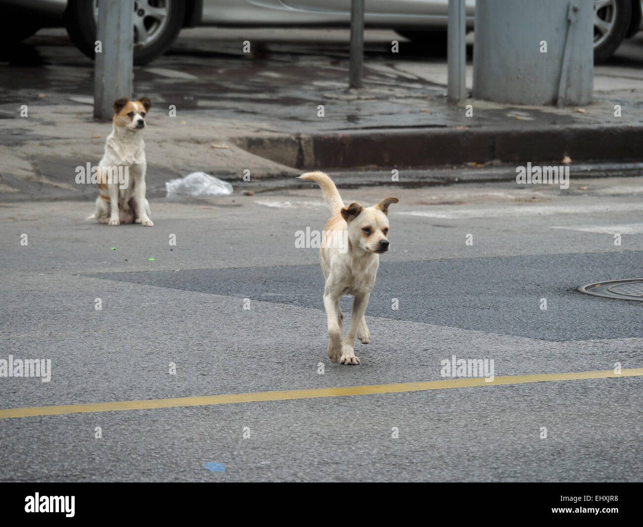 Two stray dogs on the streets of a city Stock Photo