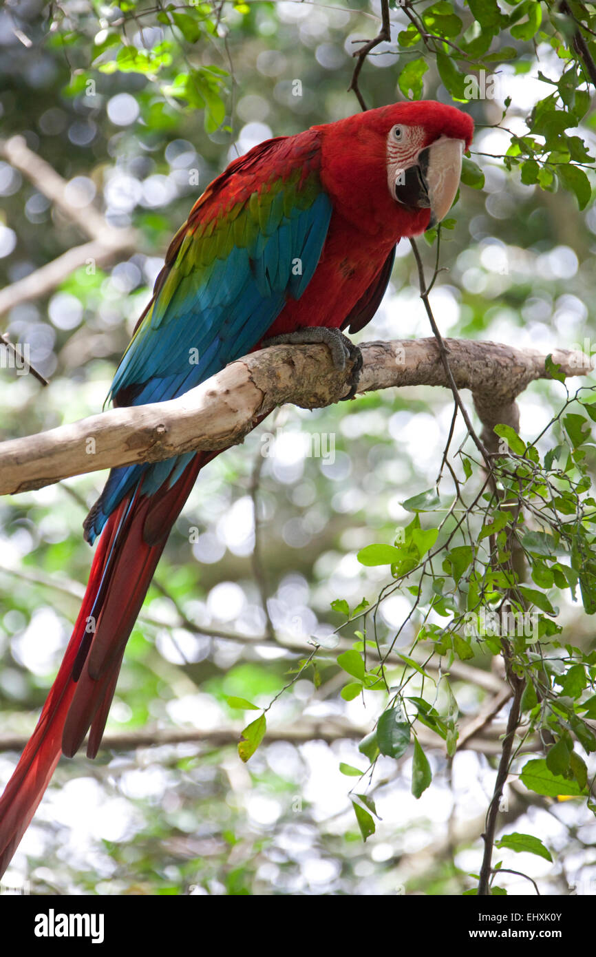 Red-and-green macaw  (Ara chloropterus) perching on a branch, South Africa Stock Photo