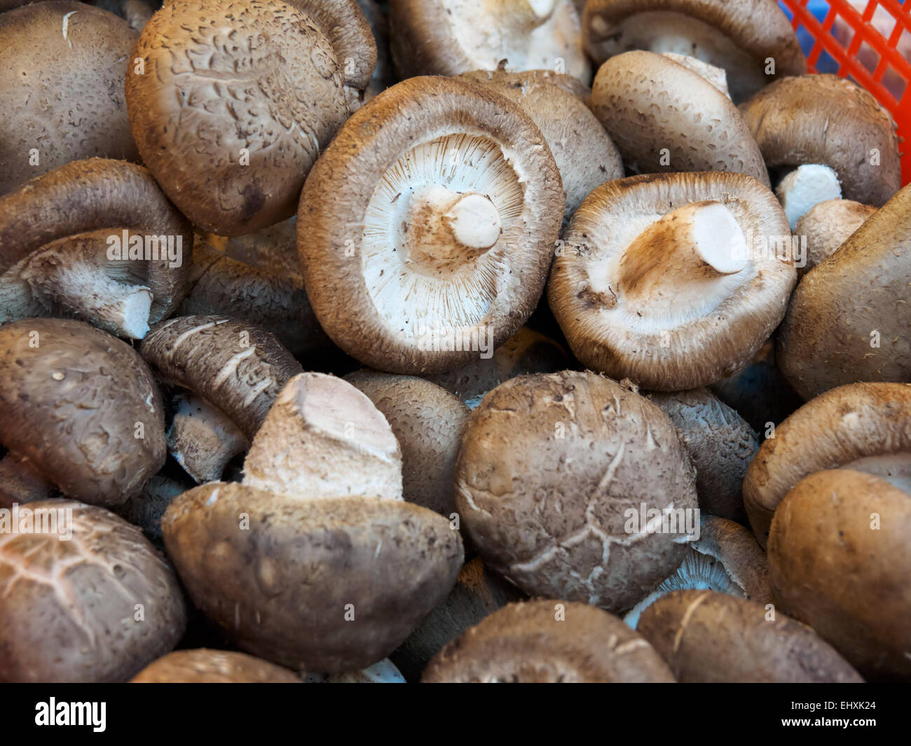Fresh shiitake mushrooms piled up for sale at a market stall Stock Photo
