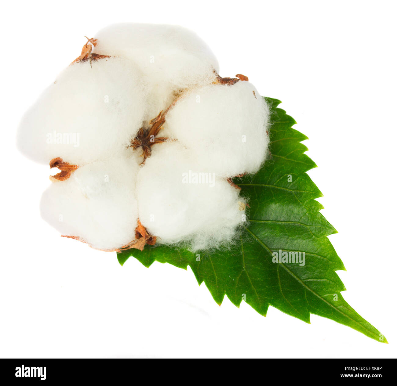 Cotton plant bud Stock Photo Alamy