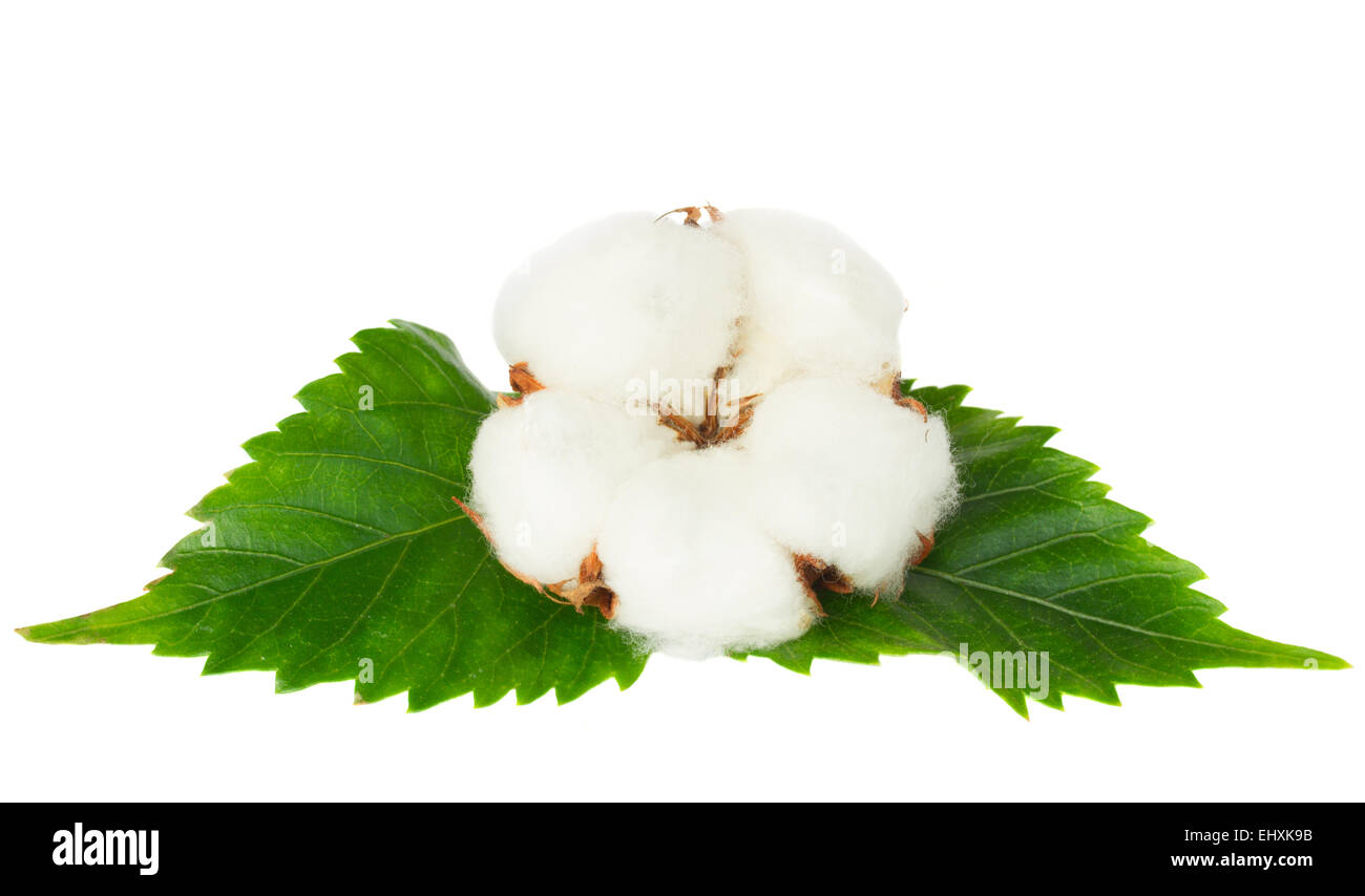 Cotton plant bud Stock Photo Alamy