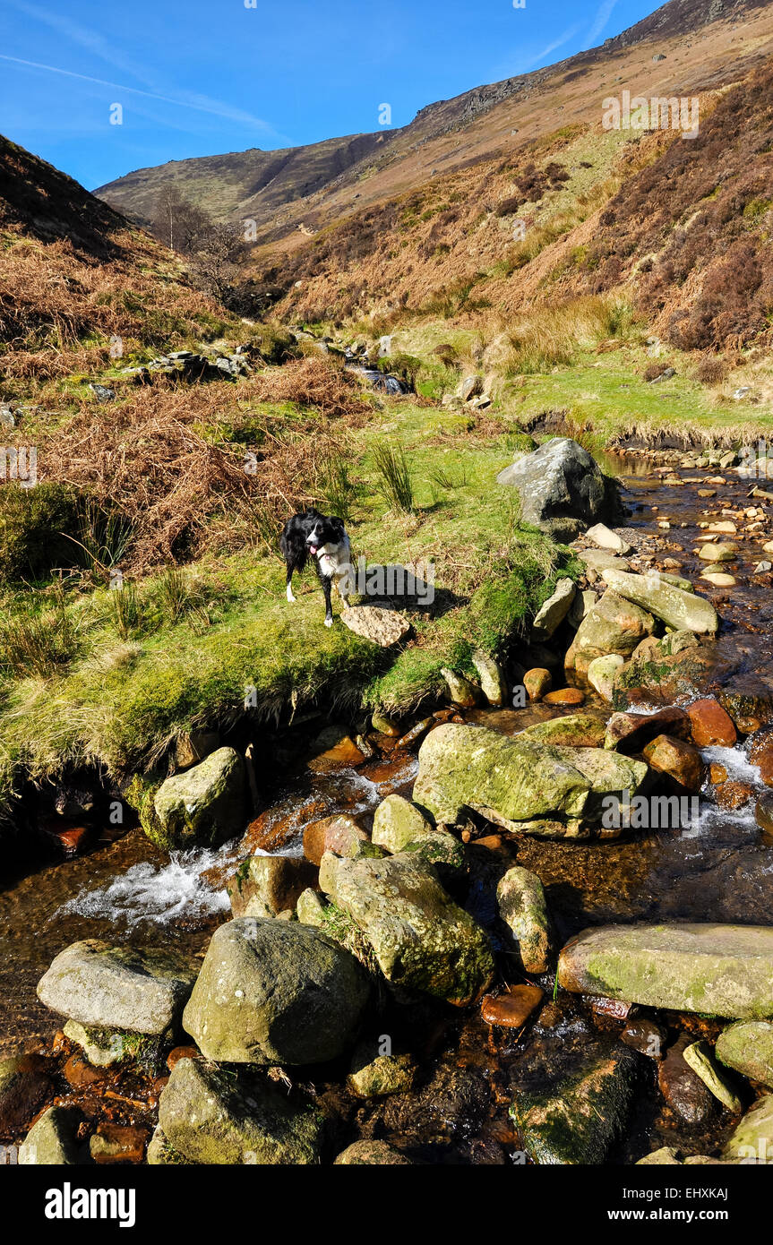 Border Collie stood beside a moorland stream at Grindsbrook Clough near Edale in the Peak District, Derbyshire. Stock Photo
