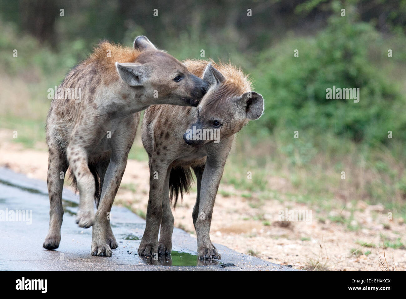 Two spotted hyenas standing on road, South Africa Stock Photo