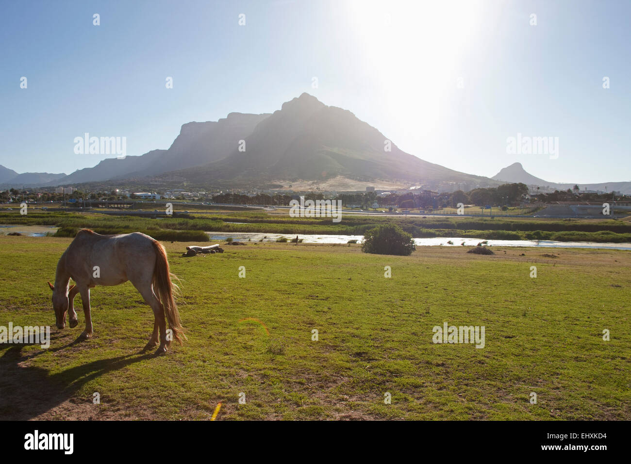 Side view of horse grazing on field, Table Mountain, South Africa, Cape Town Stock Photo