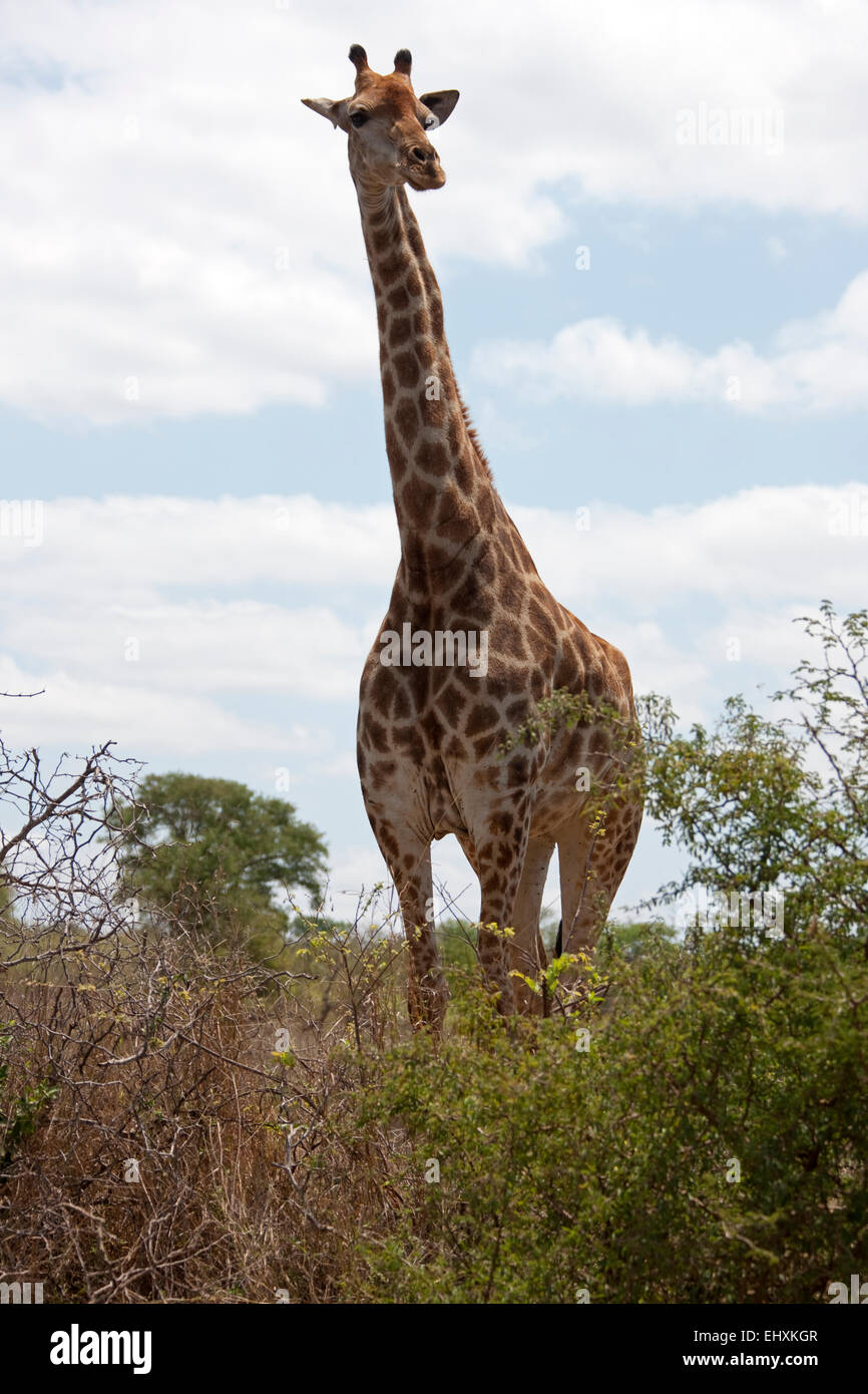 Giraffe (Giraffa camelopardalis) standing in the forest, Kruger National Park, South Africa Stock Photo