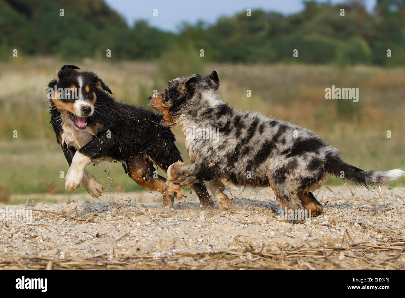 Australian Shepherd blue merle black tri Pair puppies playing at the