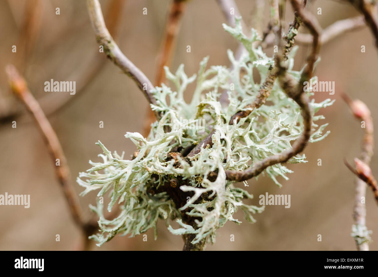 Lichen growing on a tree branch Stock Photo