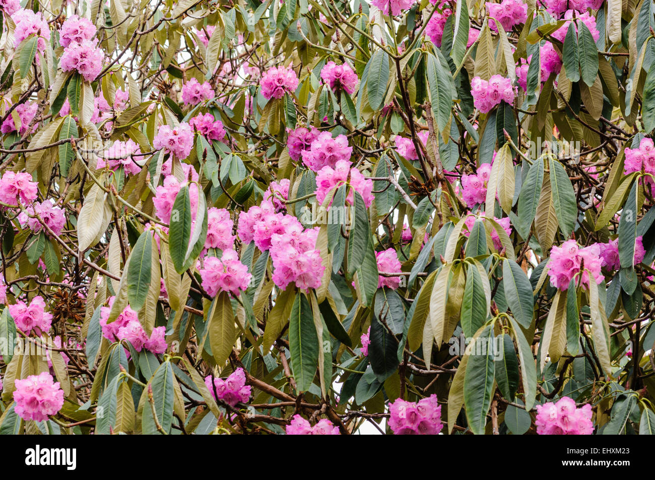 Rhododendron bush starts to flower marking the start of spring Stock Photo