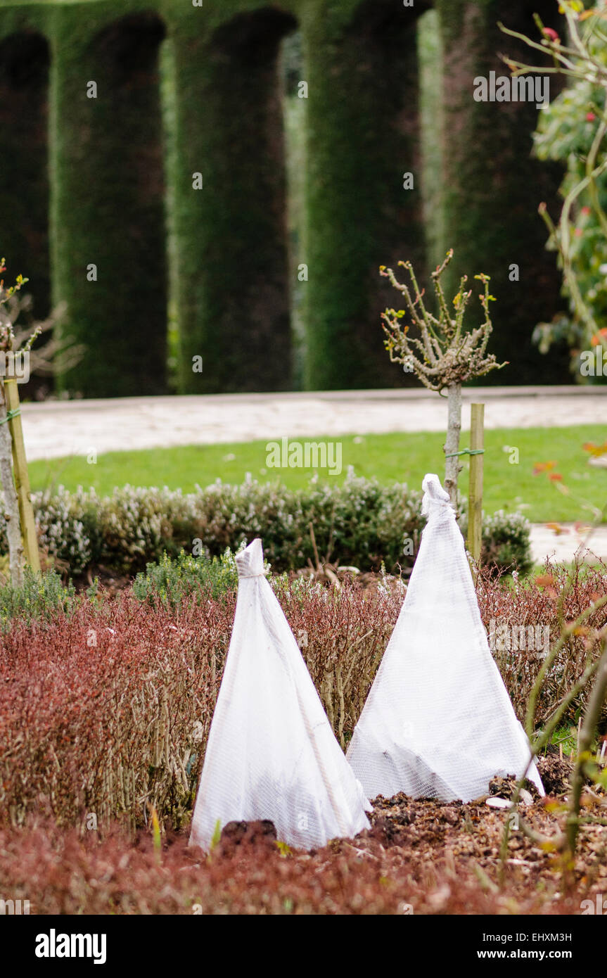 Fleeces protect tender plants from frost in a garden Stock Photo Alamy
