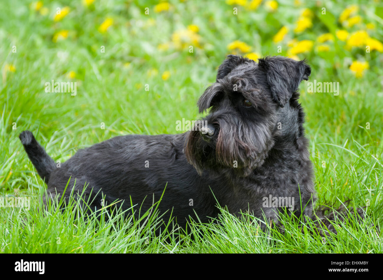 Black Miniature Schnauzer Dog Laying on Grass with Dandelions Stock Photo