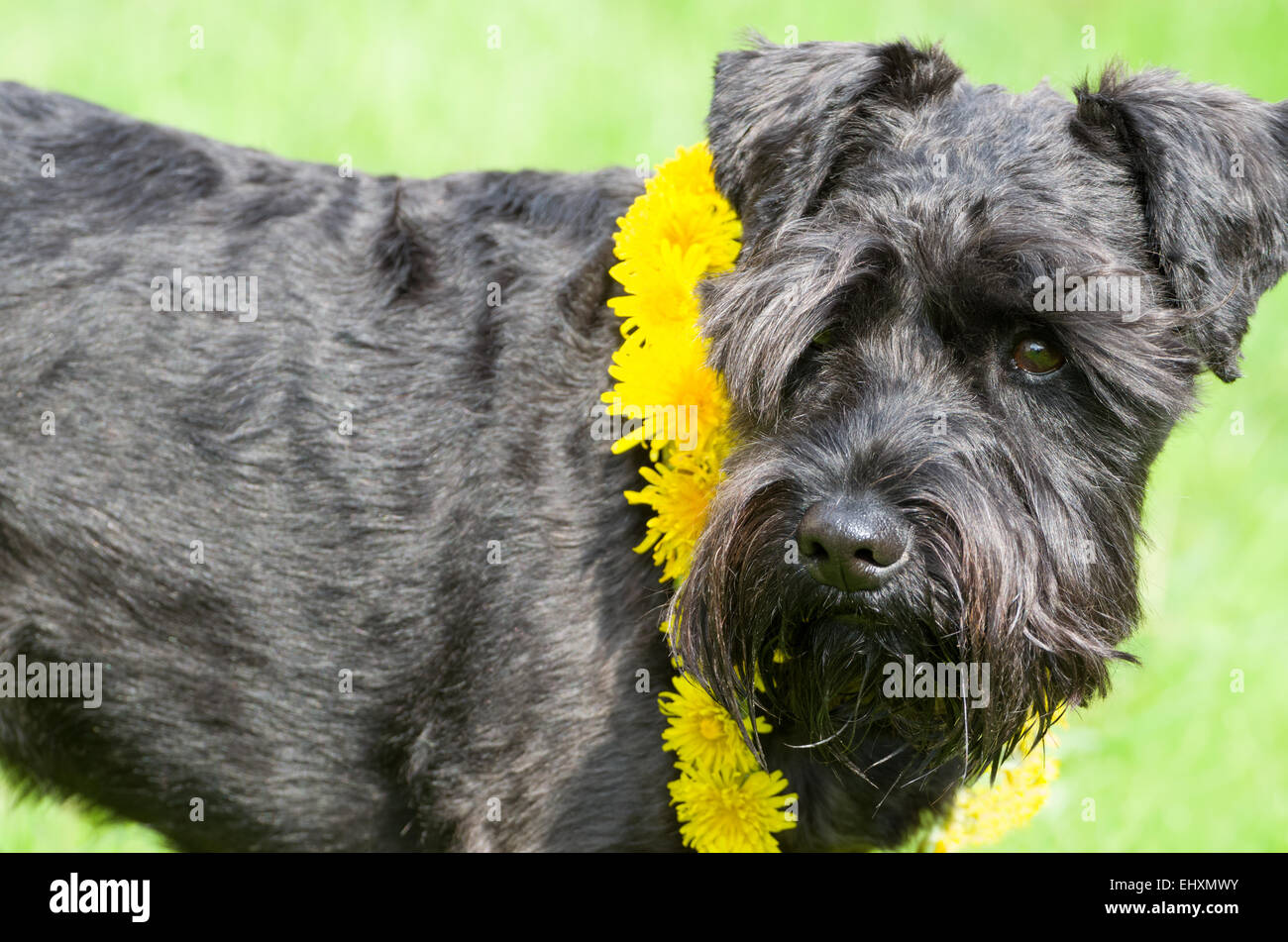 Do Schnauzers Have Black Gums
