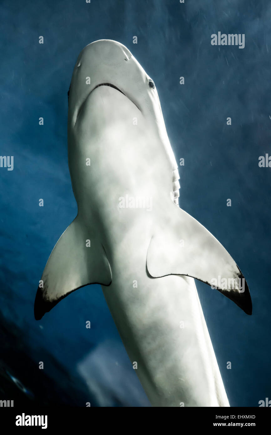 Canada, Vancouver Aquarium, Blacktip reef shark Stock Photo Alamy