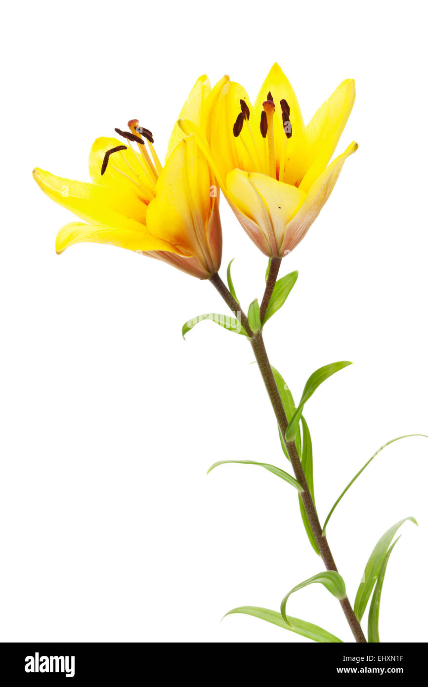 Yellow lily flower. Isolated on white background Stock Photo - Alamy