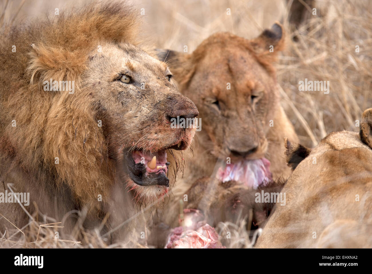 Lions (Panthera leo) eating its prey, Kruger National Park, South Africa Stock Photo