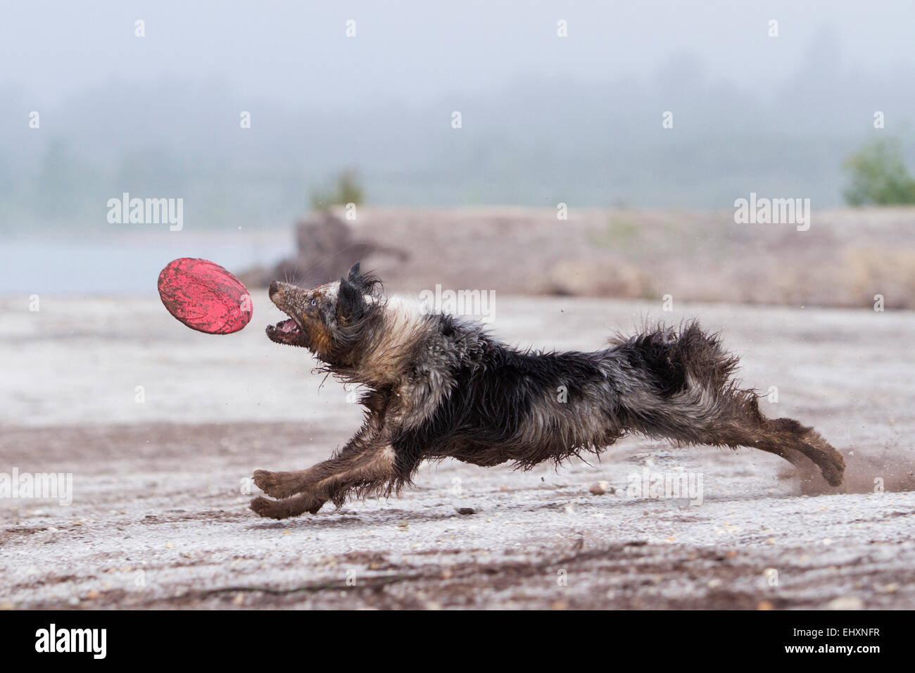 australian shepherd flyball