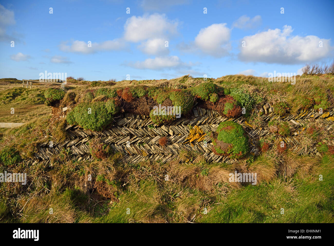 Cornish Hedge near Bedruthan Steps.  The hedge is constructed of two herringbone pattern walls with earth infill. Stock Photo