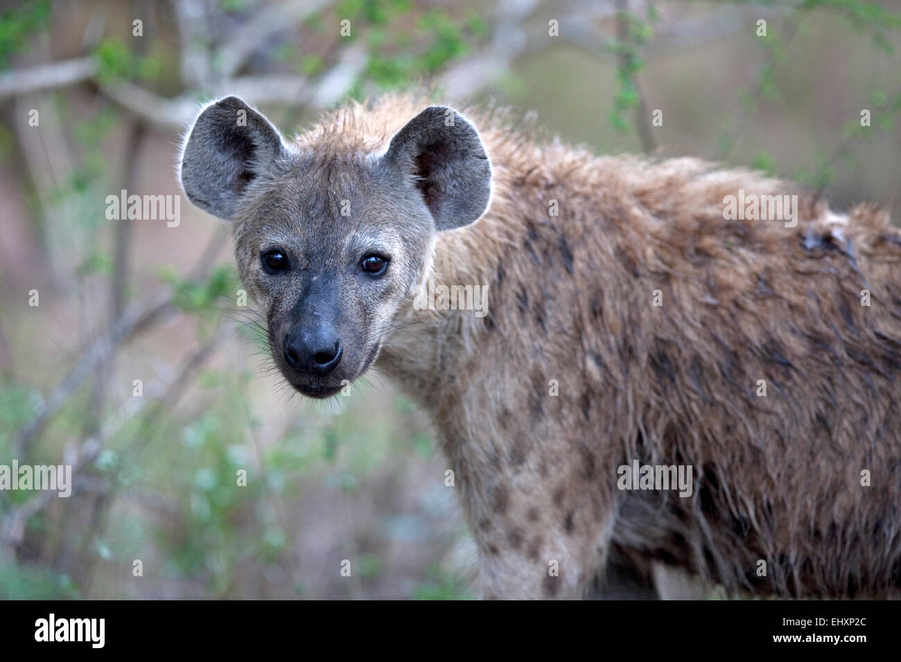 Portrait of spotted hyena, South Africa Stock Photo - Alamy