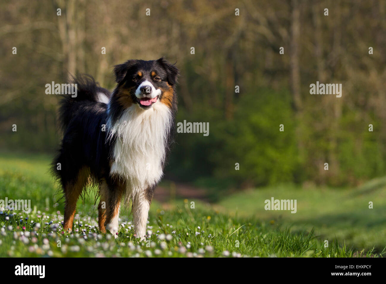 Australian Shepherd Black Tri Adult Dog Standing Flowering Meadow Germany Stock Photo Alamy