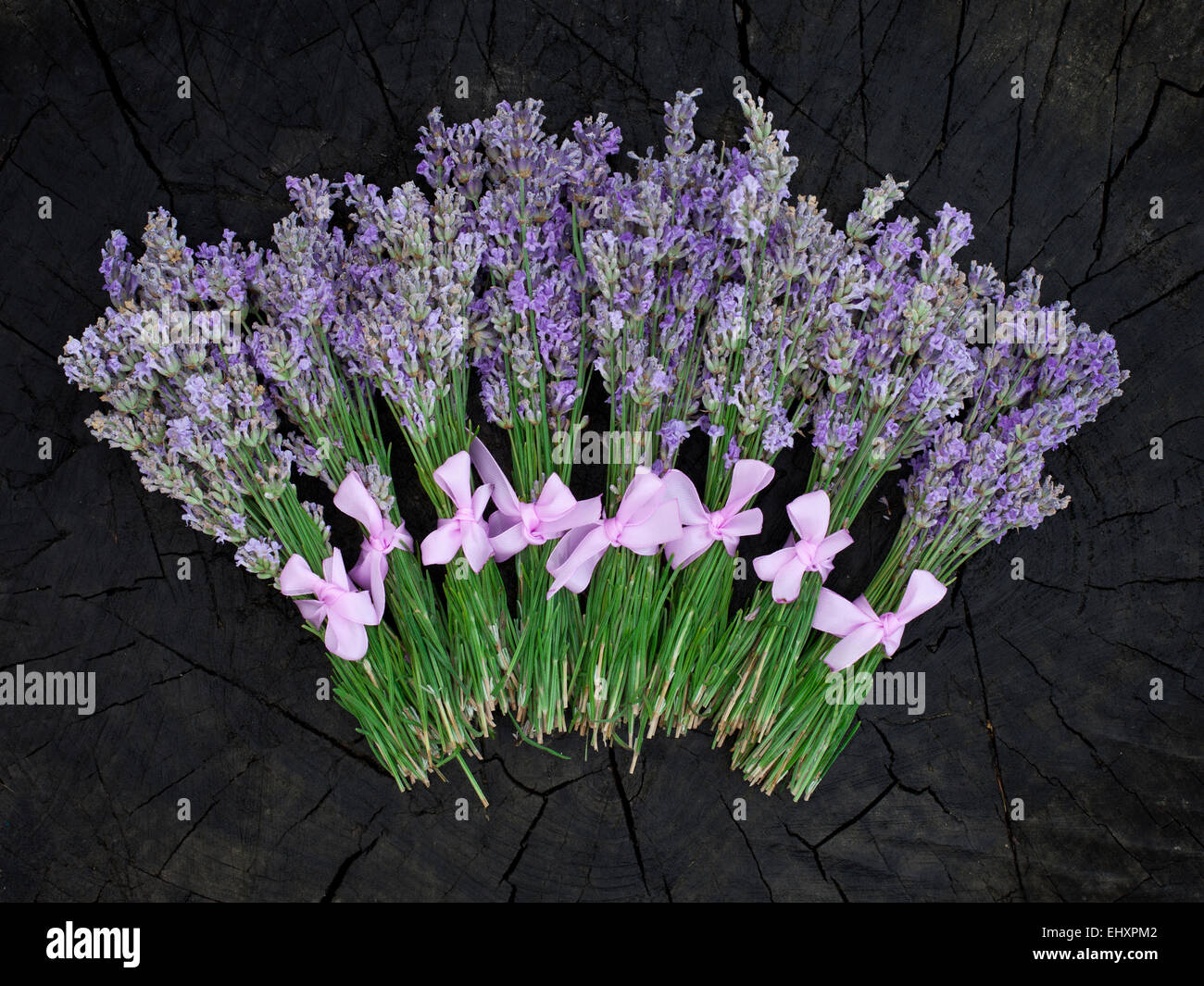 Rural harvest of lavender flowers Stock Photo Alamy
