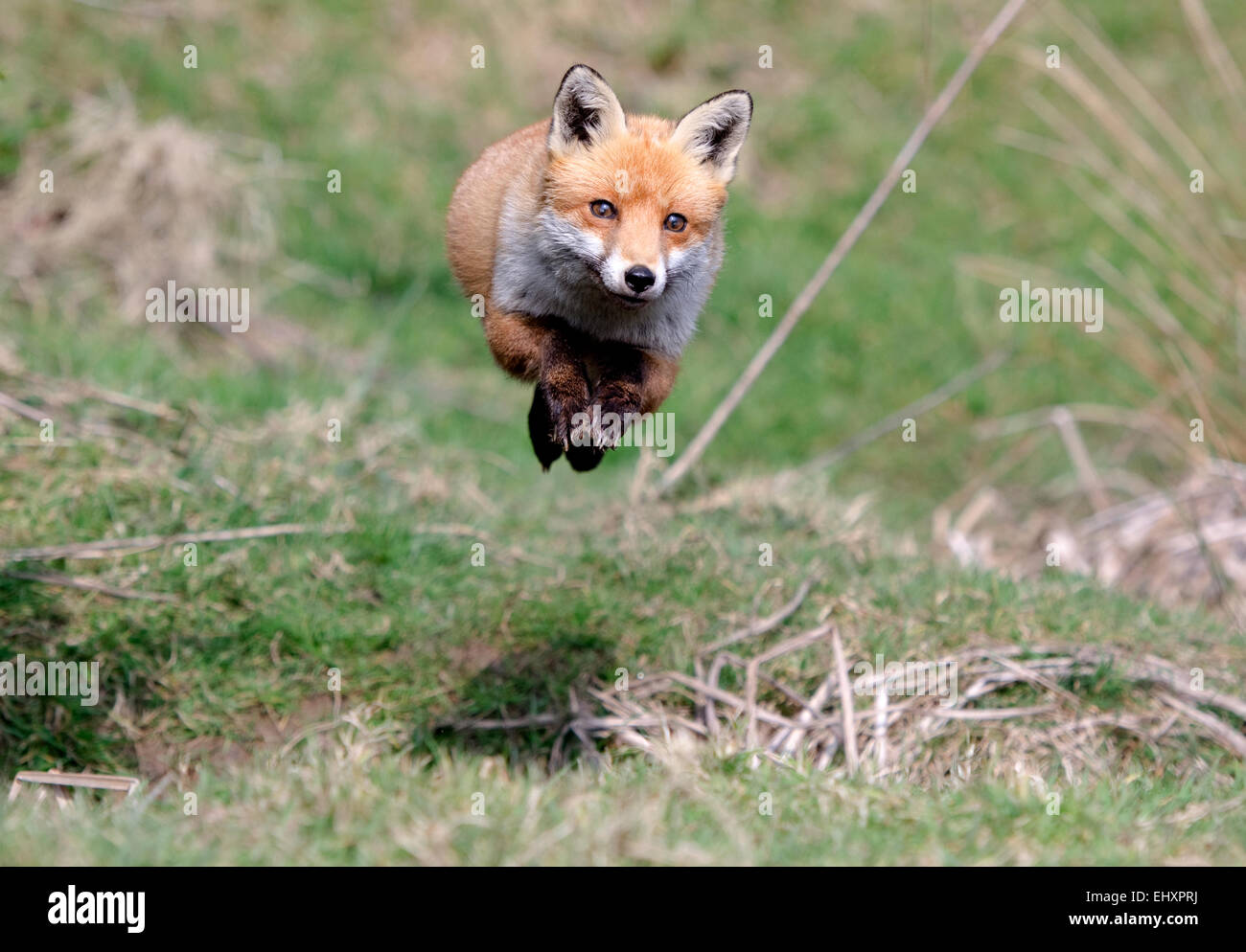Fox Jumping High Resolution Stock Photography and Images Alamy
