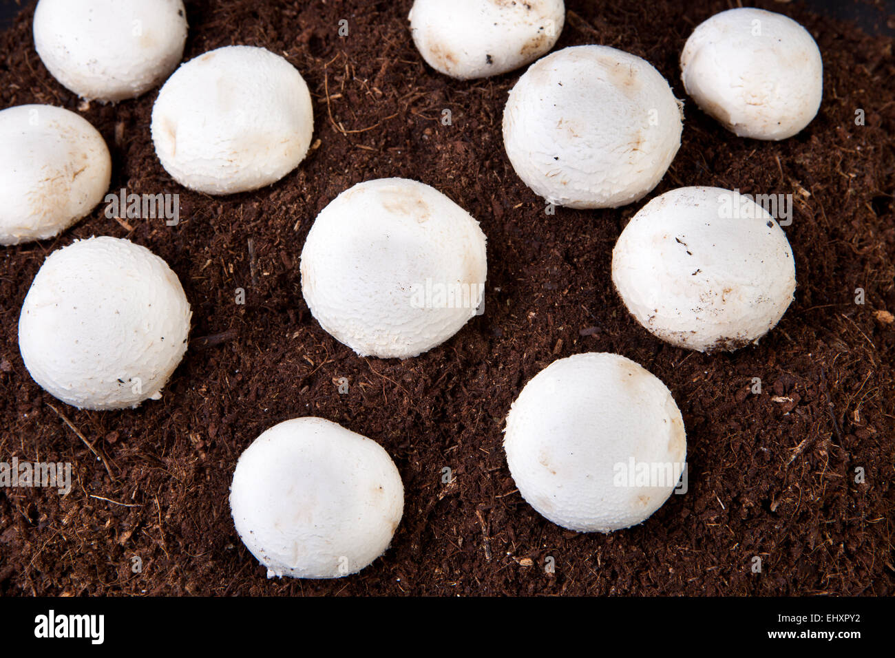 Several white mushrooms growing over black soil Stock Photo Alamy