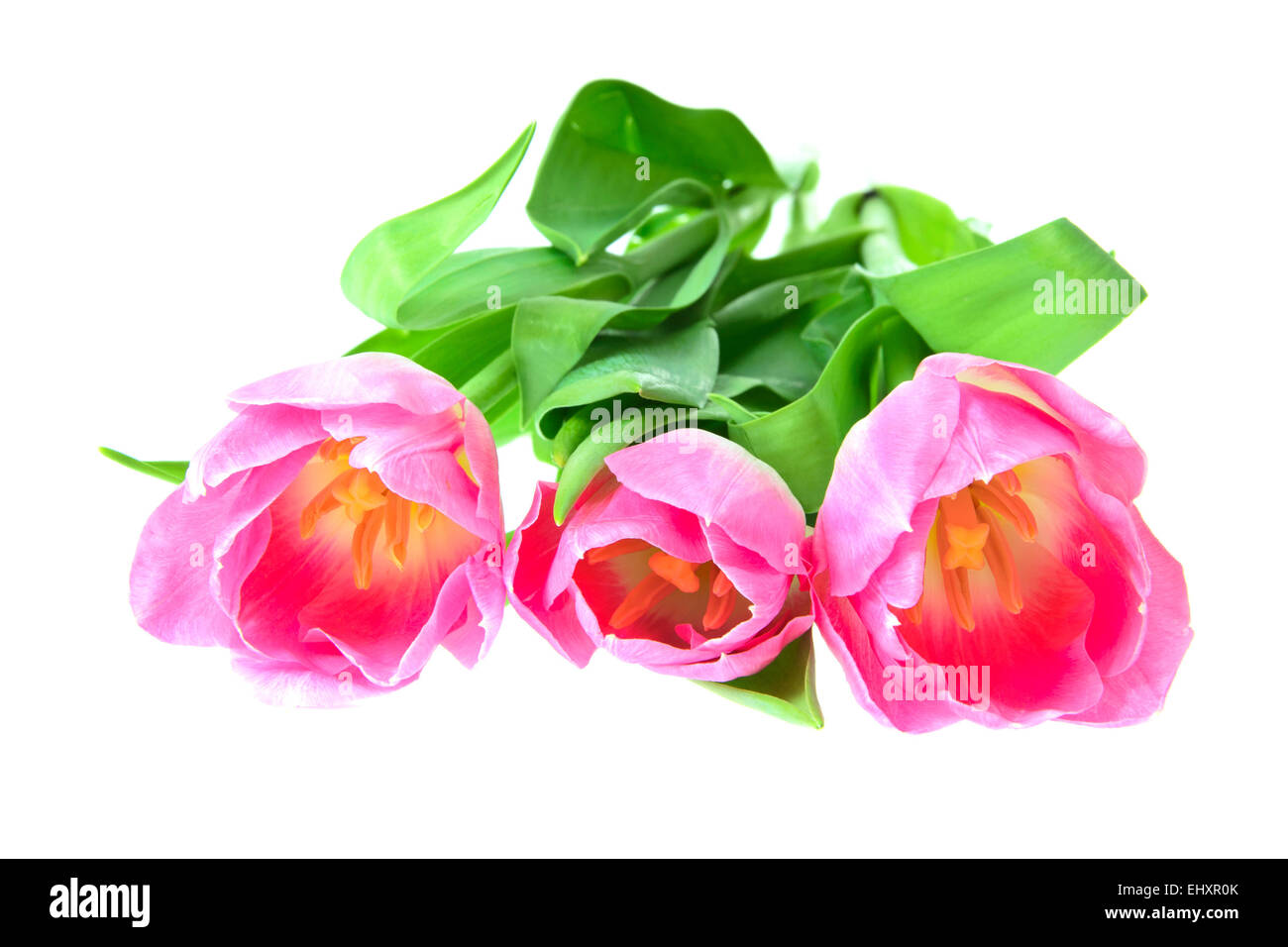 Beautiful Pink Tulip. Isolated Stock Photo - Alamy