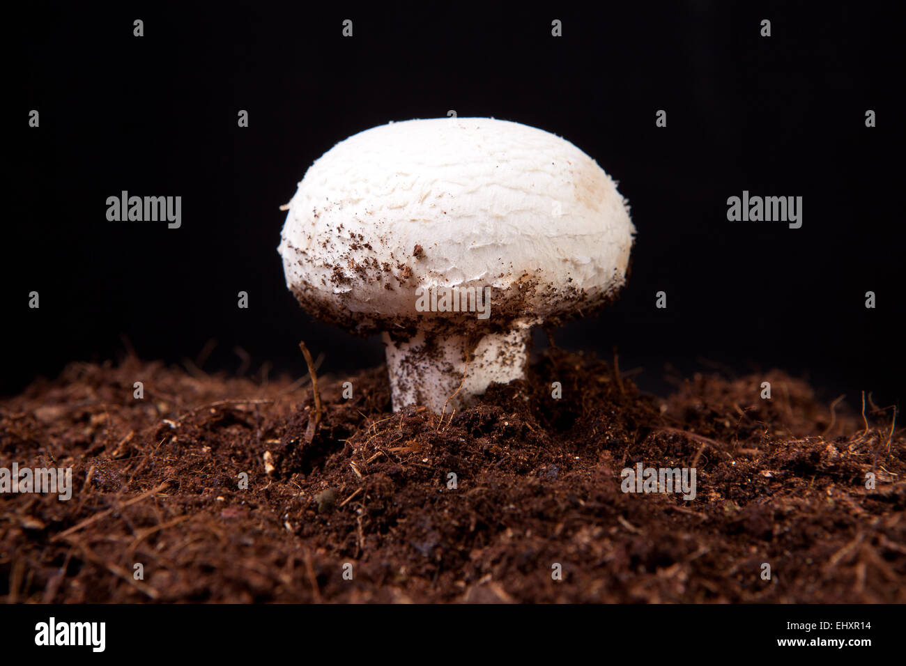 White mushroom growing over black soil. Isolated over black background Stock Photo