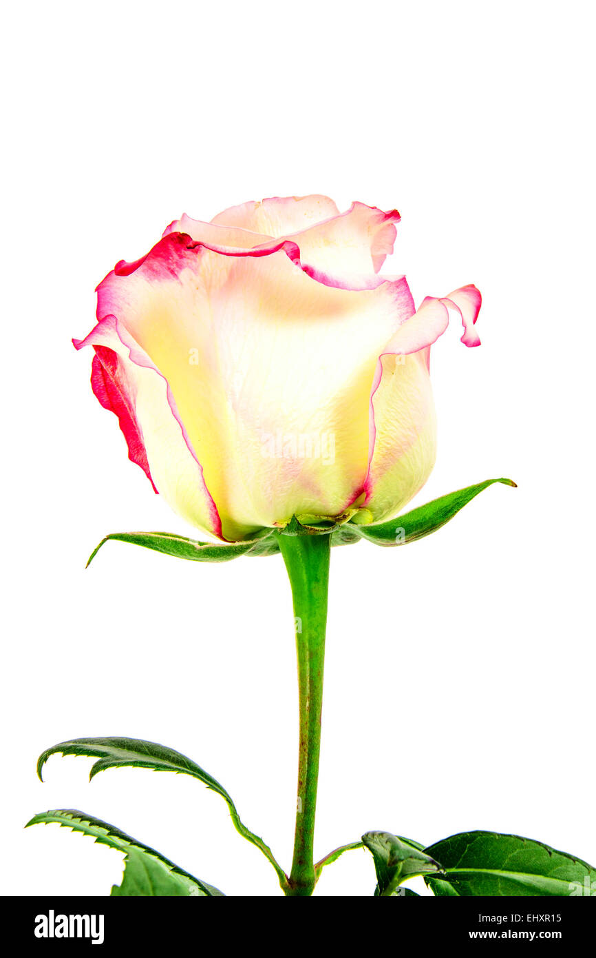 Beautiful White and Red Rose Stems. Isolated Stock Photo - Alamy
