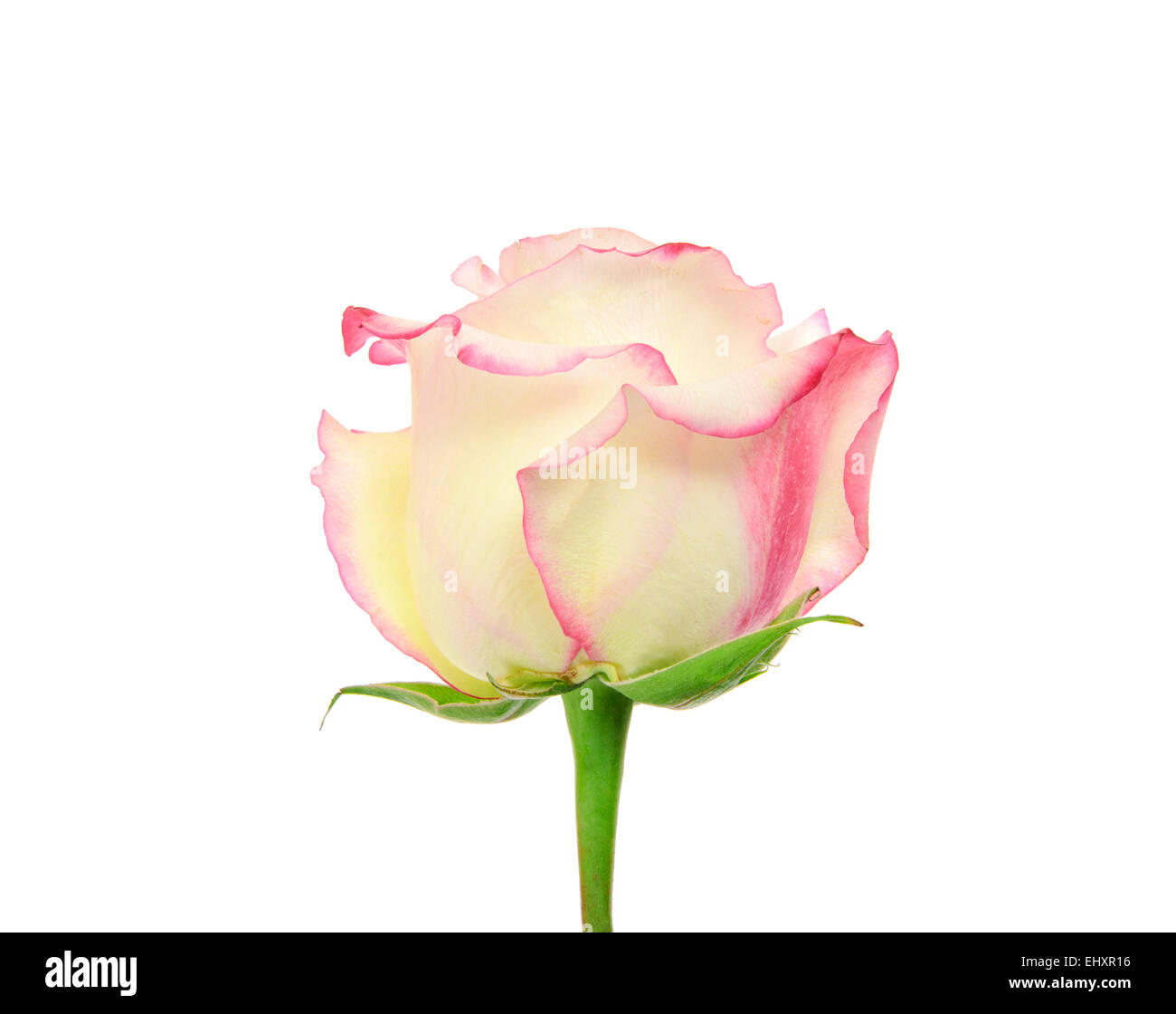 Beautiful White and Red Rose Stems. Isolated Stock Photo - Alamy