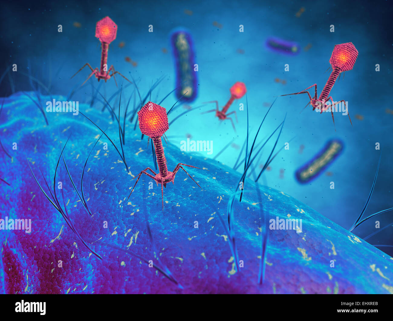 Bacteriophage viruses infecting bacterial cells Stock Photo