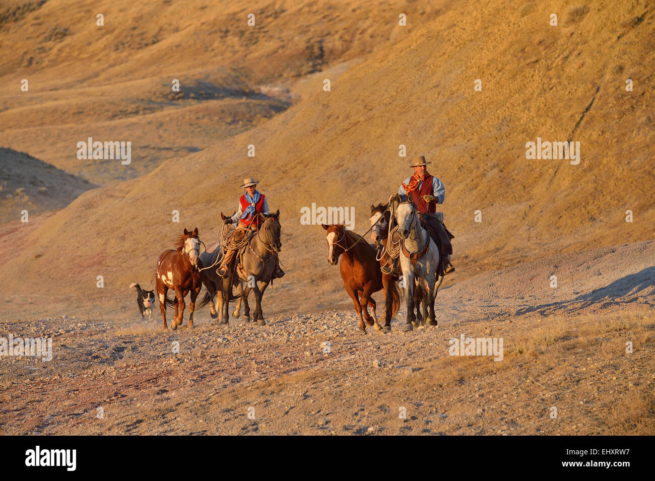 Dog leading horse hires stock photography and images Alamy