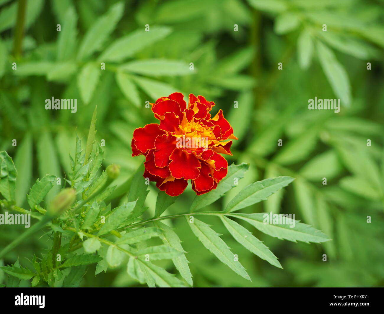 Red marigold flower Stock Photo Alamy