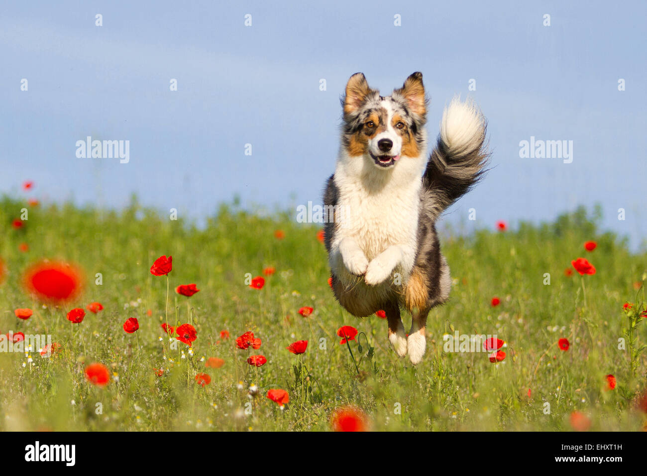 Australian Shepherd blue merle Adult dog leaping meadow flowering Poppies Germany Stock Photo