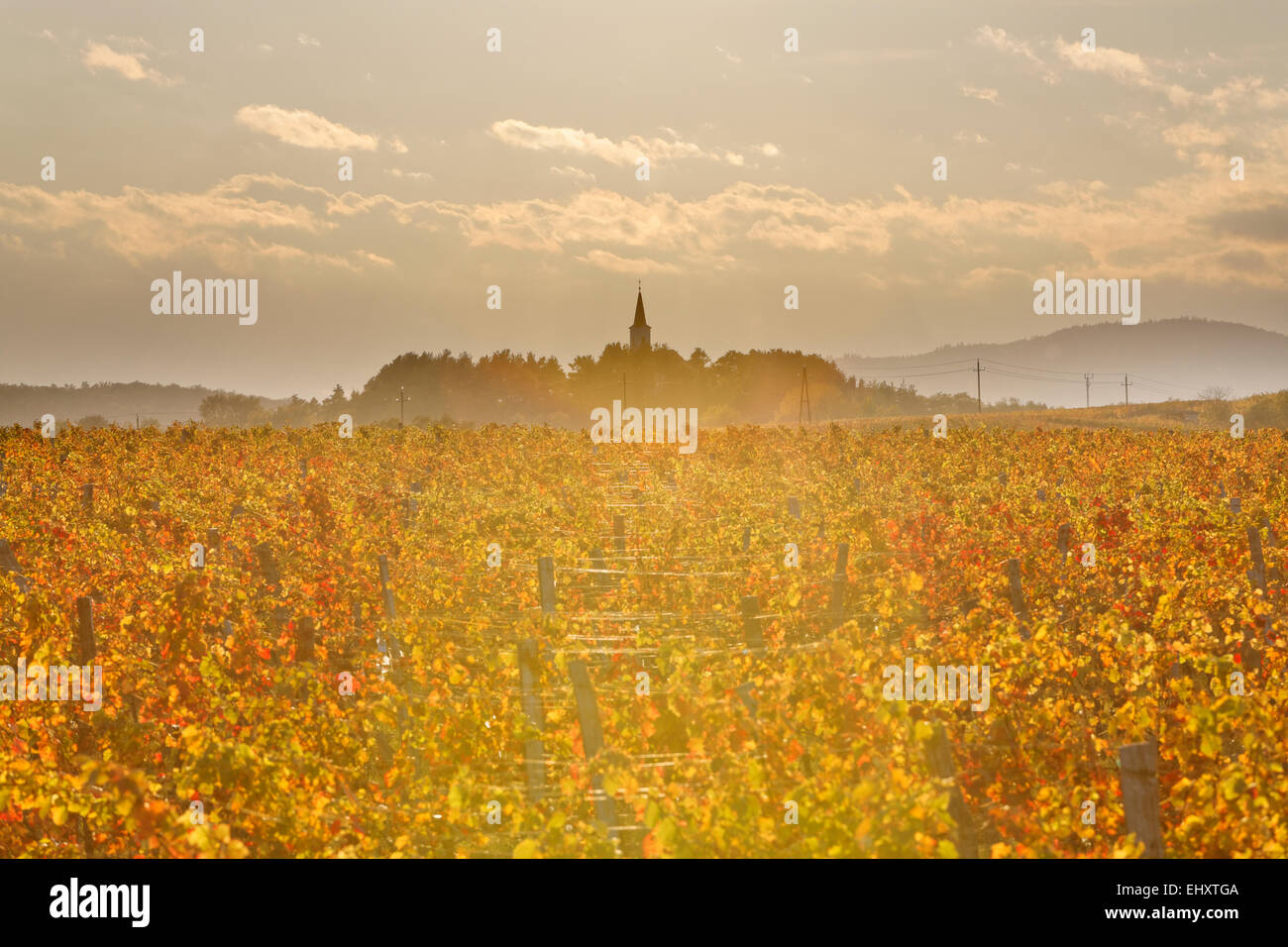 Austria, Burgenland, Oberpullendorf District, Lackendorf, vineyard and church in autumn Stock Photo