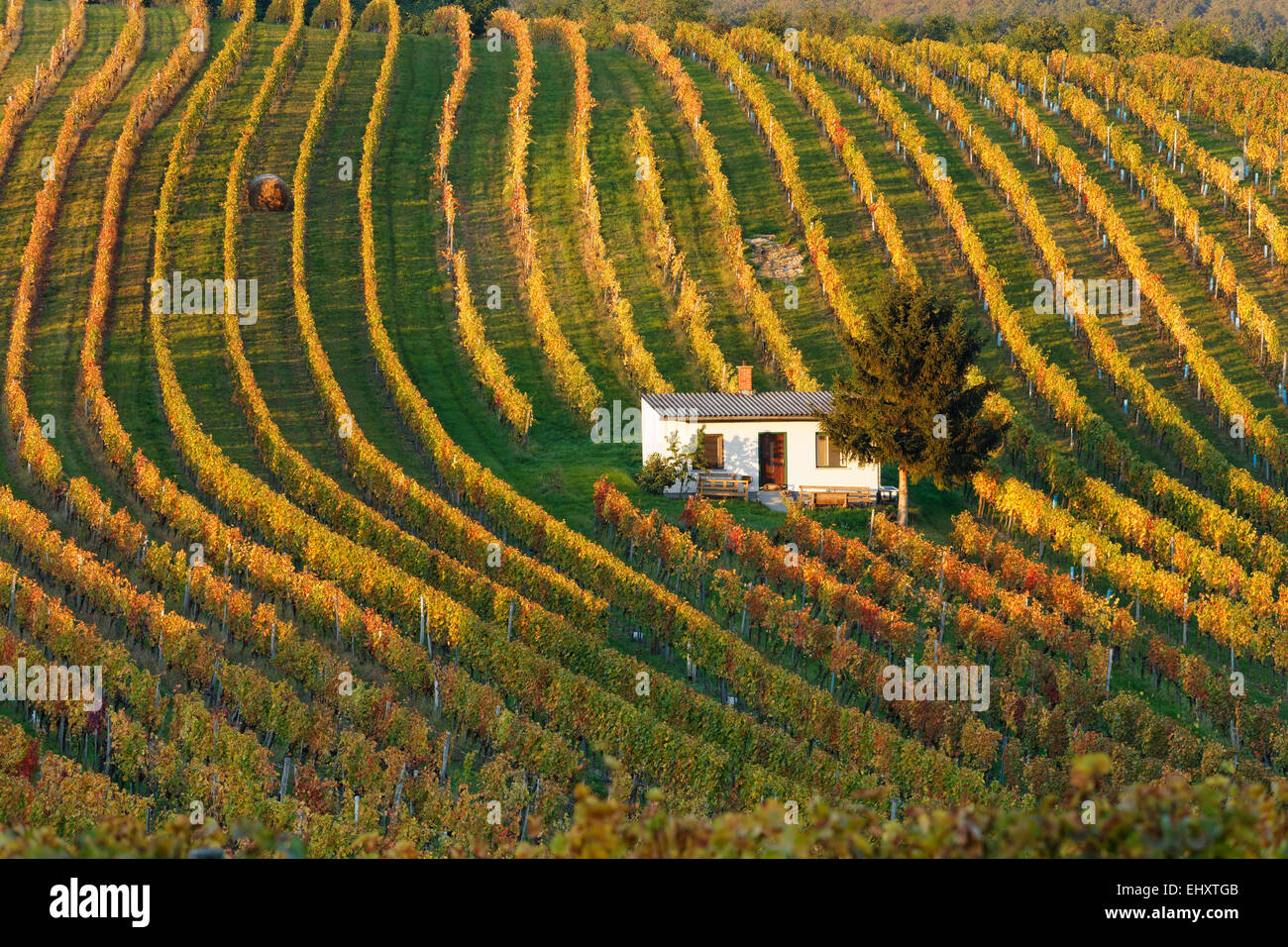 Austria, Burgenland, Oberpullendorf District, Neckenmarkt, vineyard in autumn Stock Photo