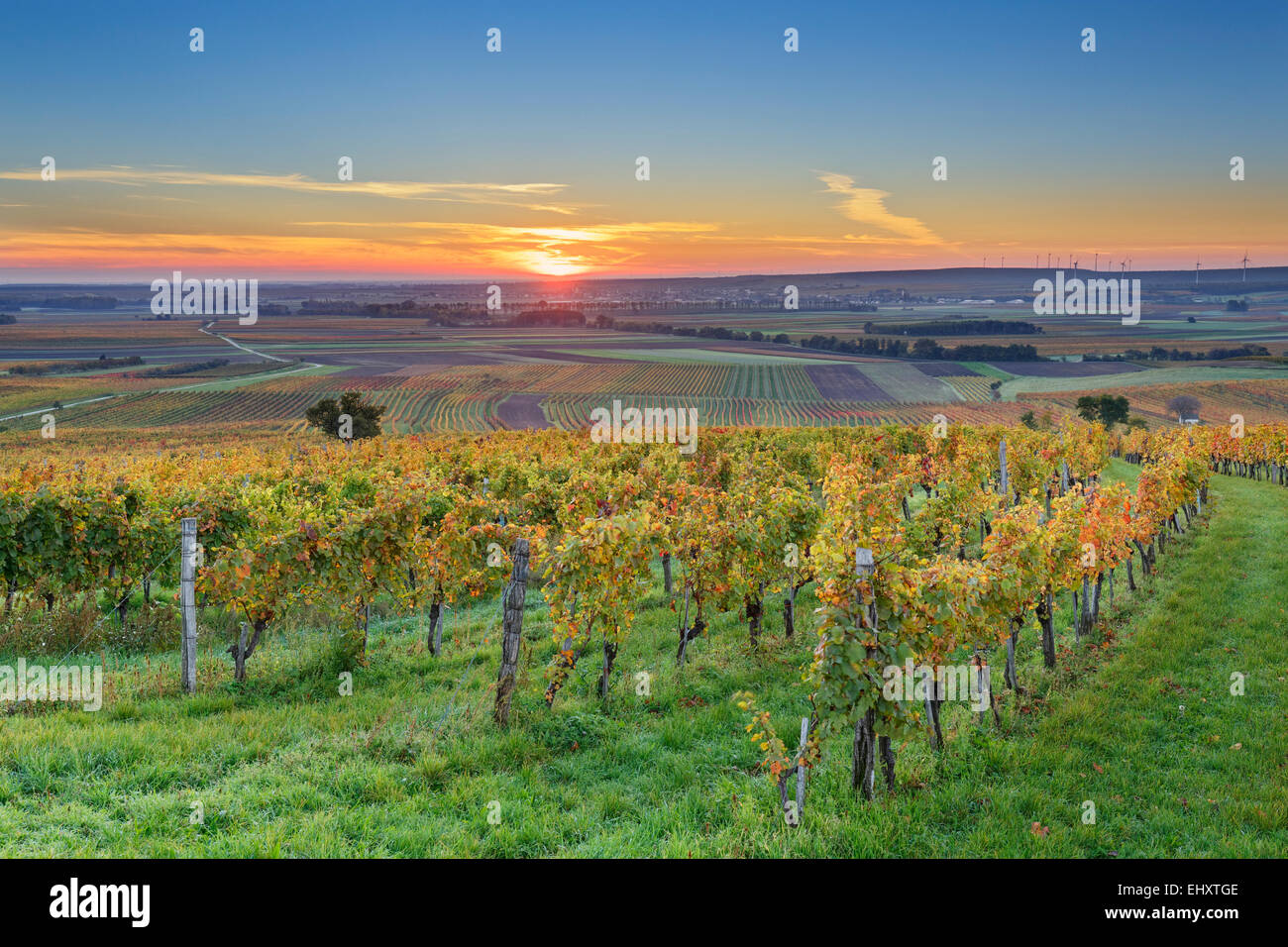 Austria, Burgenland, Oberpullendorf District, near Neckenmarkt, vineyards at sunrise in autumn, View over Deutschkreutz, Blaufraenkischland Stock Photo