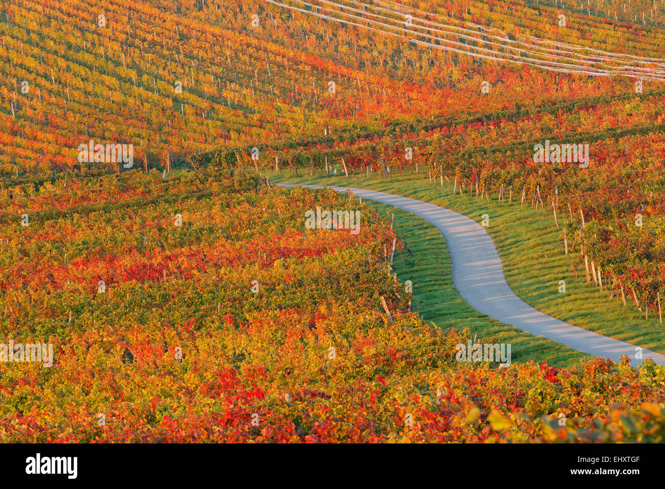 Austria, Burgenland, Oberpullendorf District, Blaufraenkischland, Neckenmarkt, vineyard and road in autumn Stock Photo