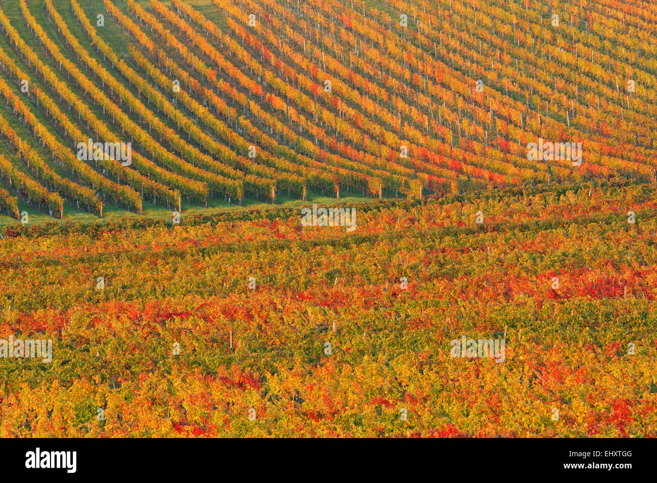 Austria, Burgenland, Oberpullendorf District, Blaufraenkischland, Neckenmarkt, vineyard in autumn Stock Photo