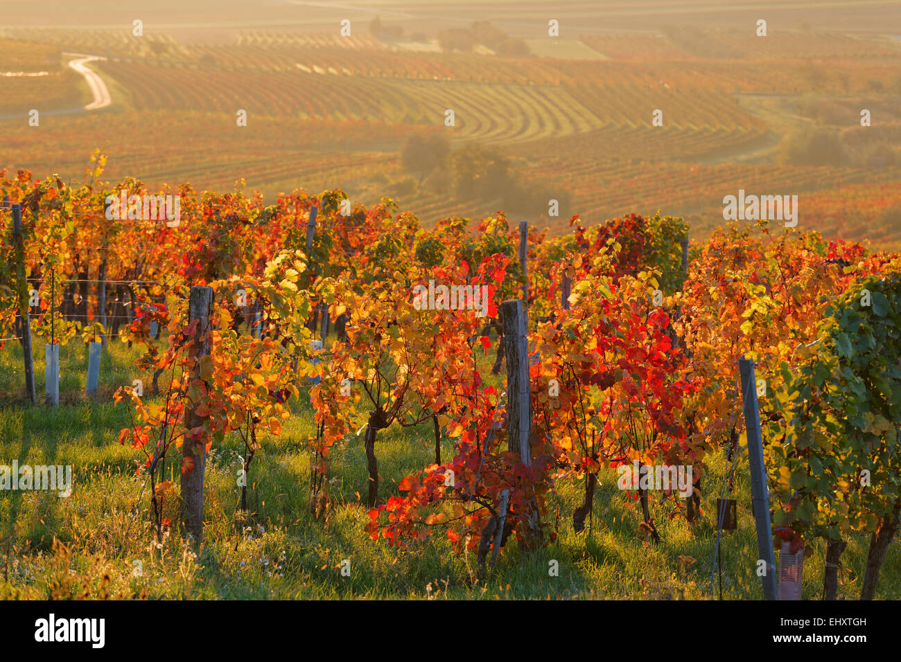 Austria, Burgenland, Oberpullendorf District, Blaufraenkischland, Neckenmarkt, vineyards in autumn Stock Photo