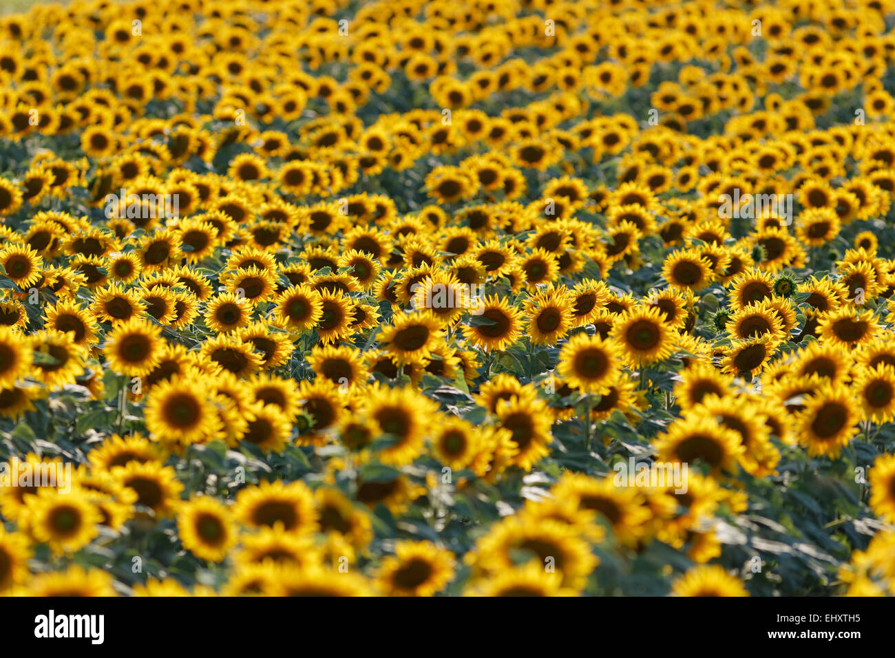 Austria, Burgenland, Oslip, sunflower field Stock Photo
