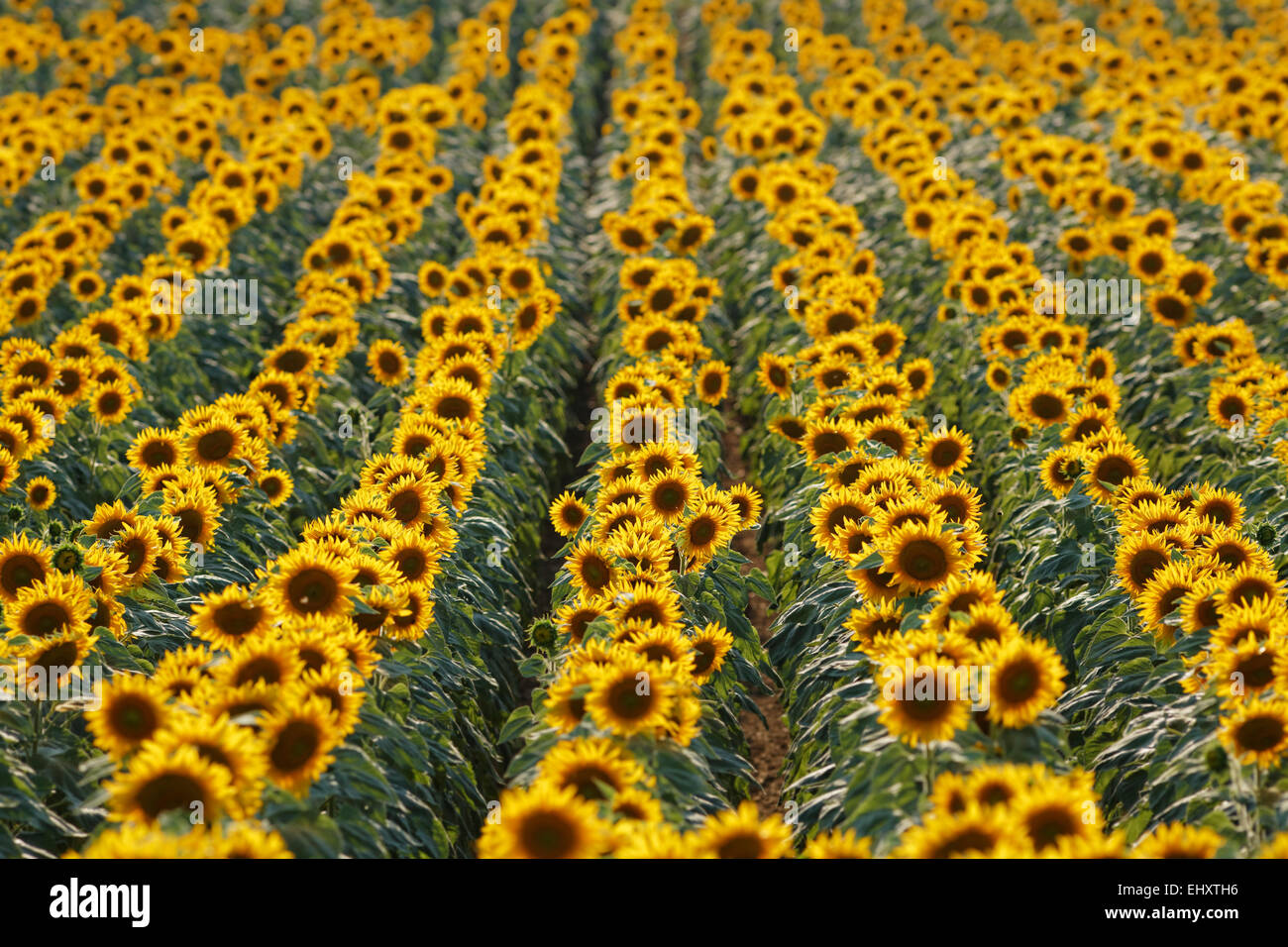 Austria, Burgenland, Oslip, sunflower field Stock Photo