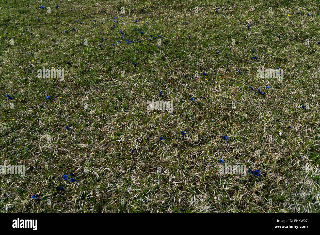 Germany, Oberammergau, calcareous grassland with trumpet gentians and creeping buttercups Stock Photo