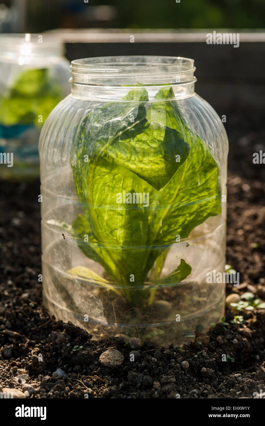 Young lettuce plant in glass shielded from slug damage Stock Photo