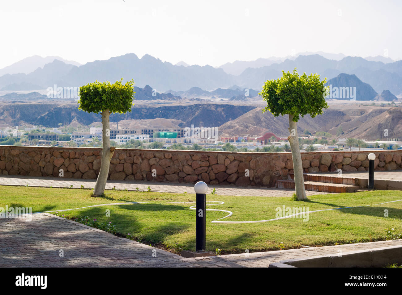 Two cut trees on background of mountains in Egypt Stock Photo Alamy