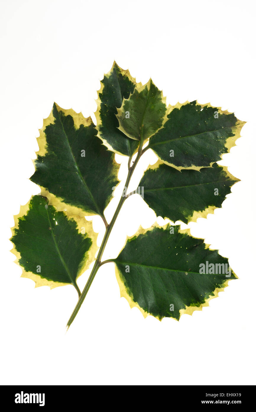 Common holly / English holly / European holly (Ilex aquifolium) close up of variegated cultivar leaves against white background Stock Photo