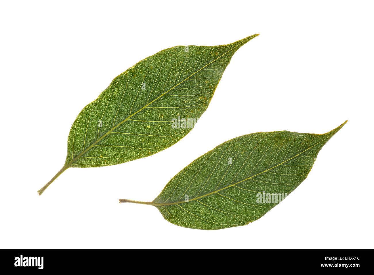 Japanese evergreen oak (Quercus acuta) close up of leaves, native to China and Japan against white background Stock Photo