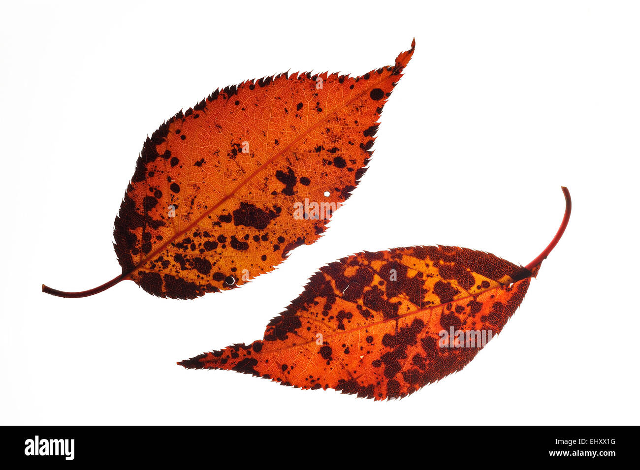 Japanese cherry / Hill cherry / Oriental cherry (Prunus serrulata) autumn leaves, native to Japan and China on white background Stock Photo